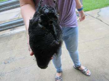 Real Preserved Georgia Wild Boar Hog Head (9-10") - $30