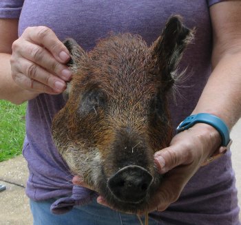 Real Preserved Georgia Wild Boar Hog Head (10-11") - $35