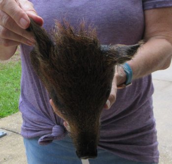 Real Preserved Georgia Wild Boar Hog Head (10-11") - $35