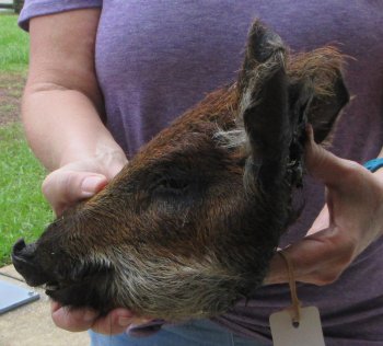 Real Preserved Georgia Wild Boar Hog Head (10-11") - $35