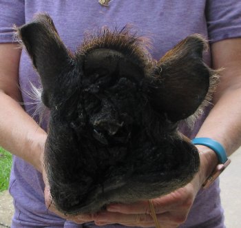 Real Preserved Georgia Wild Boar Hog Head (10-11") - $35
