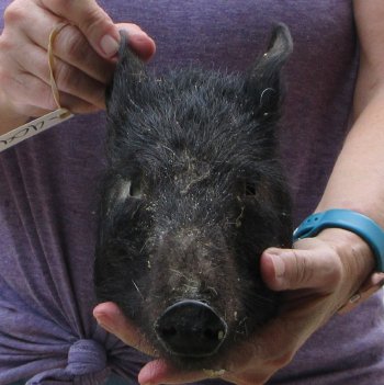 Real Preserved Georgia Wild Boar Hog Head (9-10") - $30