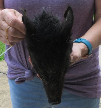 Real Preserved Georgia Wild Boar Hog Head (9-10") - $30