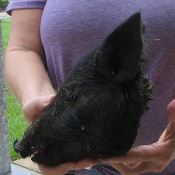 Real Preserved Georgia Wild Boar Hog Head (9-10") - $30
