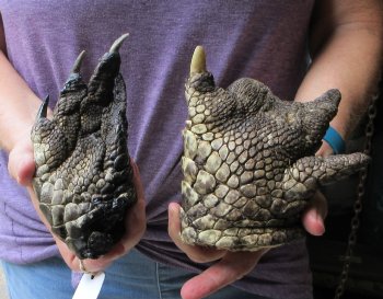 Two piece 5-6 inch Preserved Alligator Foot - $25