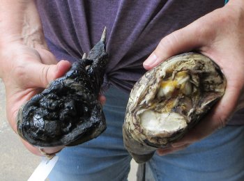 Two piece 5-6 inch Preserved Alligator Foot - $25