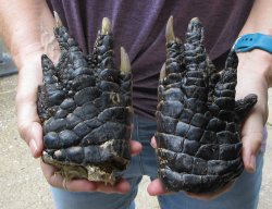 Two piece 5-6 inch Preserved Alligator Foot - $25