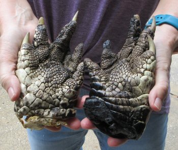 Two piece 5-6 inch Preserved Alligator Foot - $25
