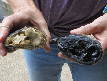Two piece 5-6 inch Preserved Alligator Foot - $25
