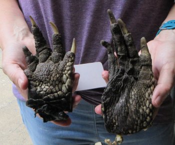 Two piece 5-6 inch Preserved Alligator Foot - $25