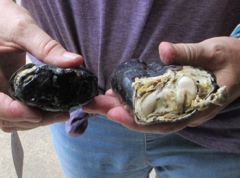 Two piece 5-6 inch Preserved Alligator Foot - $25