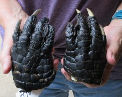 Two piece 5-6 inch Preserved Alligator Foot - $25