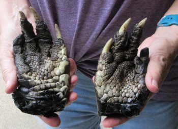 Two piece 5-6 inch Preserved Alligator Foot - $25