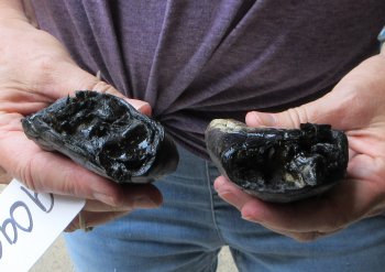 Two piece 5-6 inch Preserved Alligator Foot - $25