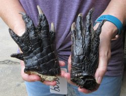 Two piece 5-6 inch Preserved Alligator Foot - $25