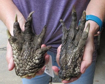 Two piece 5-6 inch Preserved Alligator Foot - $25