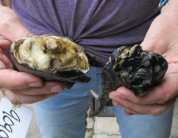 Two piece 5-6 inch Preserved Alligator Foot - $25