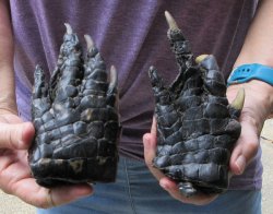 Two piece 5-6 inch Preserved Alligator Foot - $25