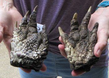 Two piece 5-6 inch Preserved Alligator Foot - $25