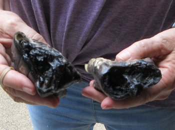 Two piece 5-6 inch Preserved Alligator Foot - $25