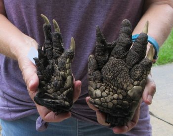 Two piece 5-6 inch Preserved Alligator Foot - $25
