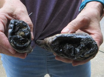Two piece 5-6 inch Preserved Alligator Foot - $25