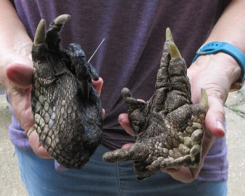 Two piece 5-6 inch Preserved Alligator Foot - $25