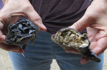 Two piece 5-6 inch Preserved Alligator Foot - $25