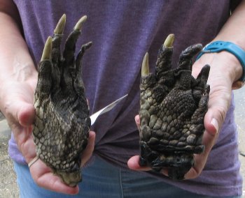 Two piece 5-6 inch Preserved Alligator Foot - $25