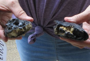 Two piece 5-6 inch Preserved Alligator Foot - $25