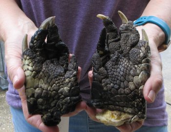 Two piece 5-6 inch Preserved Alligator Foot - $25
