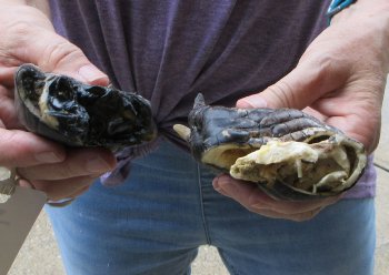 Two piece 5-6 inch Preserved Alligator Foot - $25
