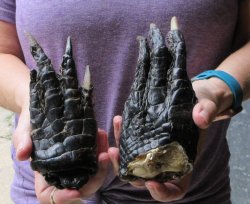 Two piece 5-6 inch Preserved Alligator Foot - $25