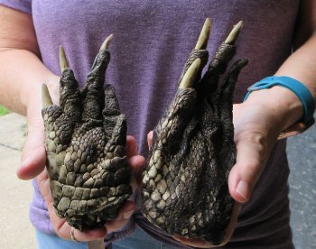 Two piece 5-6 inch Preserved Alligator Foot - $25