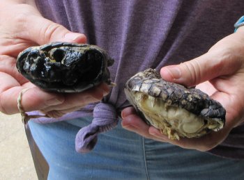 Two piece 5-6 inch Preserved Alligator Foot - $25