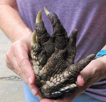 Preserved Alligator Foot 7 inches - $20