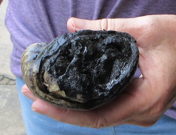 Preserved Alligator Foot 7 inches - $20
