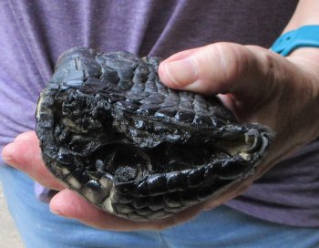 Preserved Alligator Foot 7 inches - $20
