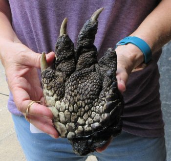 Preserved Alligator Foot 8 inches - $25