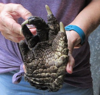 Preserved Alligator Foot 8 inches - $25