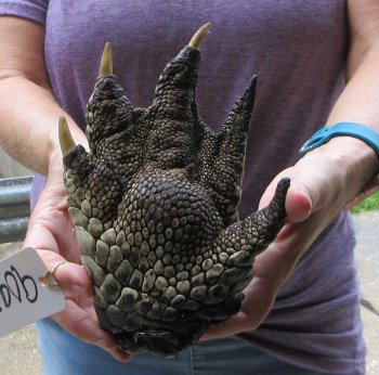Preserved Alligator Foot 8 inches - $25