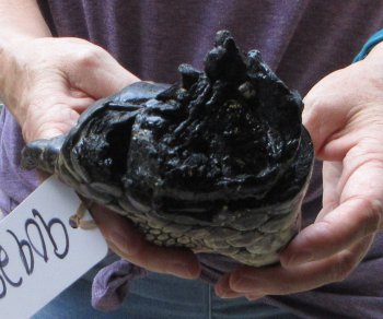 Preserved Alligator Foot 8 inches - $25