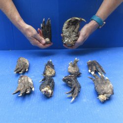 Ten piece Alligator...