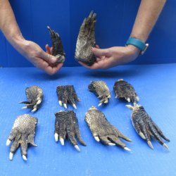 Ten piece Alligator Feet 4" to 5"