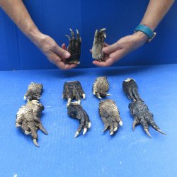 Ten piece Alligator...