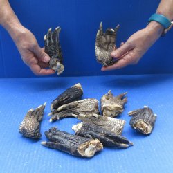 Ten piece Alligator...
