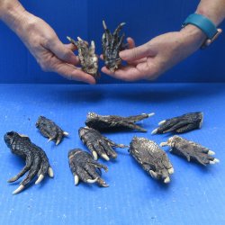 Ten piece Alligator...