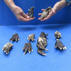 Ten piece Alligator...