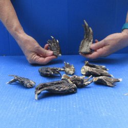 Ten piece Alligator...