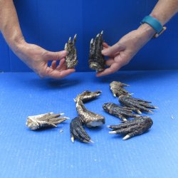 Ten piece Alligator...